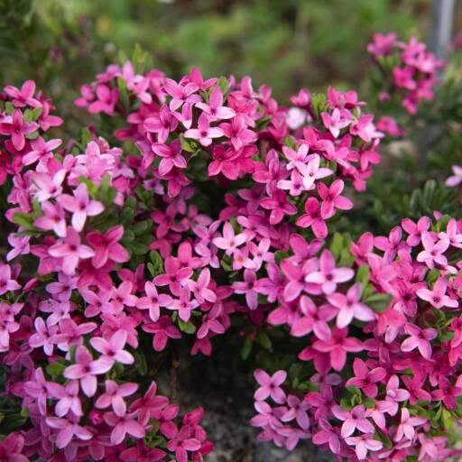 2025 Juragarten Fotoimpressionen